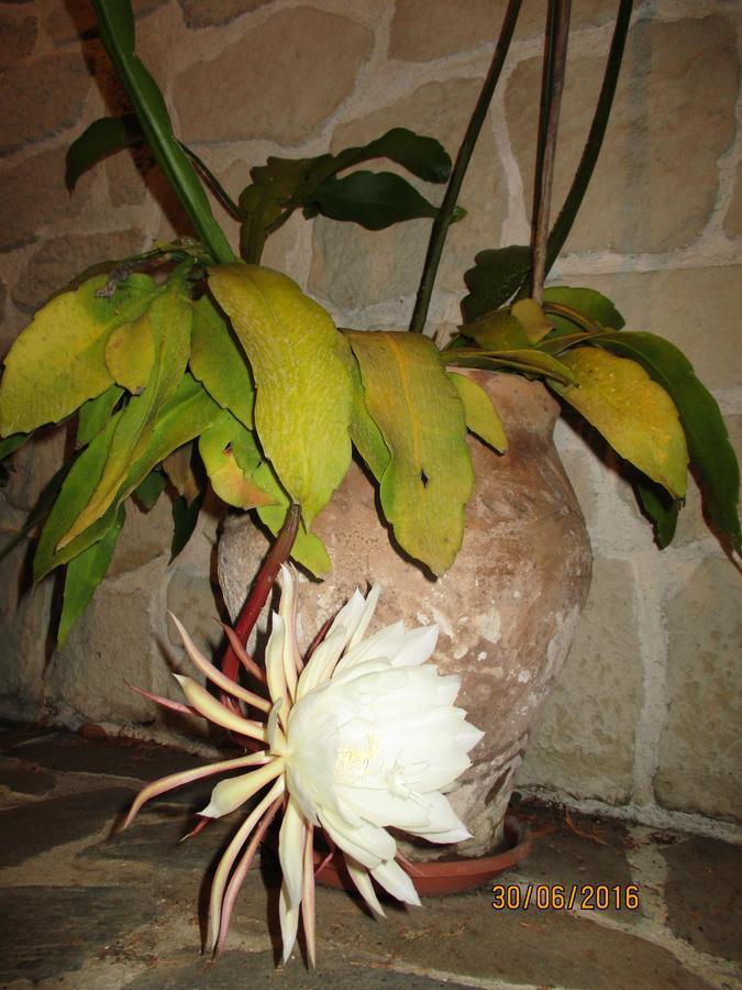Les Mimosas Bed and Breakfast Menton Buitenkant foto
